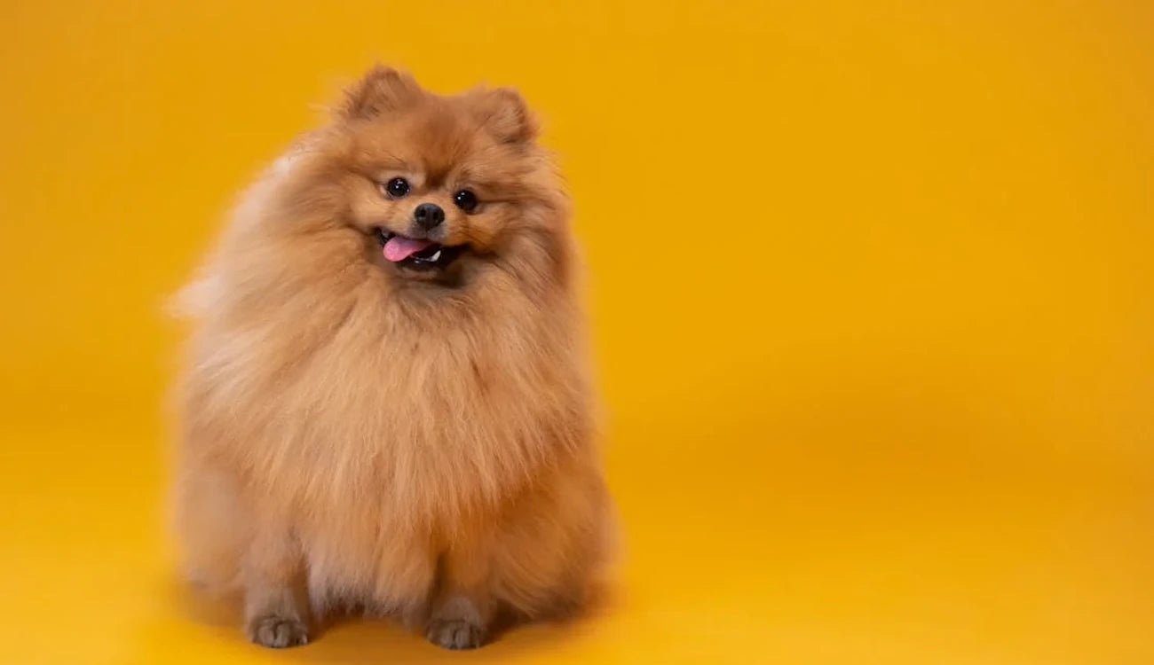 Hoe verzorg je de vacht van je hond? 10 Tips voor het verzorgen van de vacht van je hond