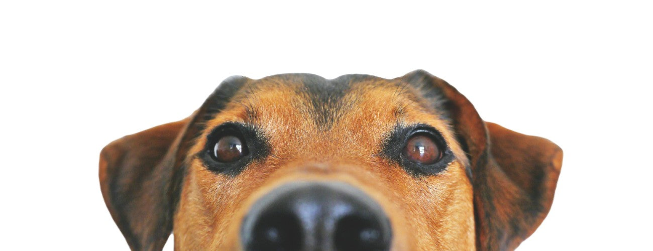 huis veilig maken voor hond