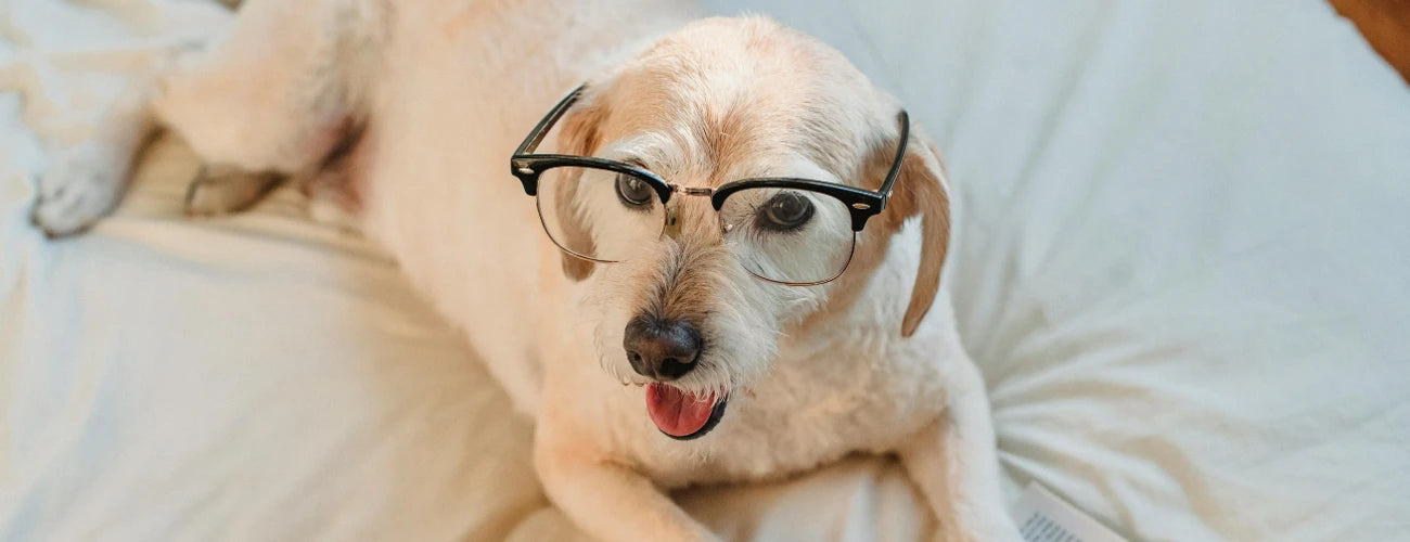 intelligentie hond trainen