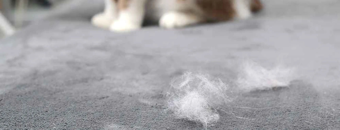 Tips om kattenharen van je bank te verwijderen