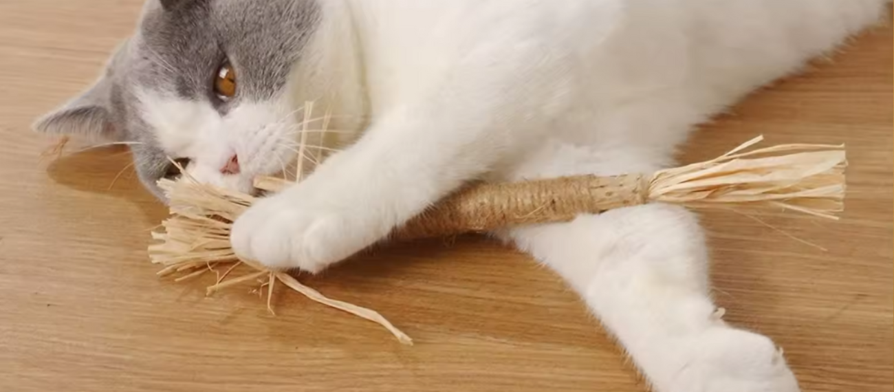 Matatabi Kauwsticks voor Katten: De Natuurlijke Speelgoed Sensatie
