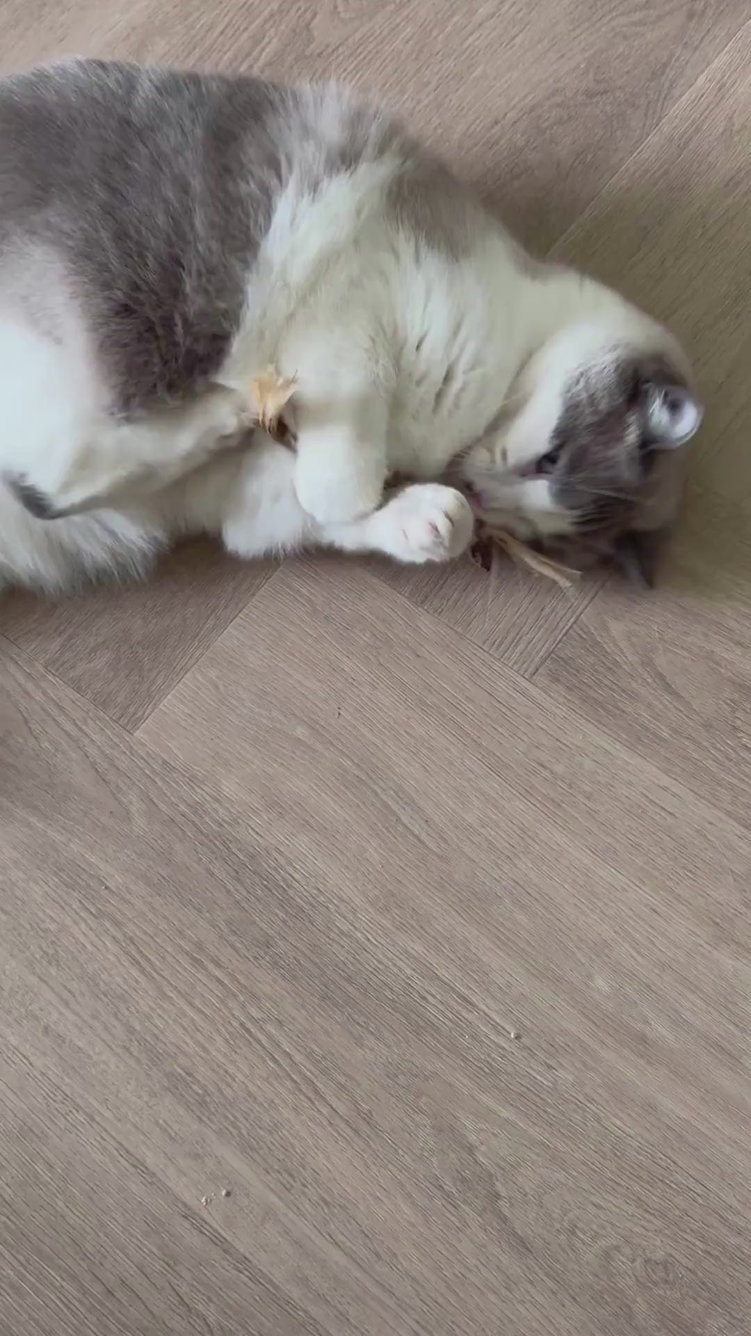 Matatabi stokjes voor katten - Sterker effect dan kattenkruid